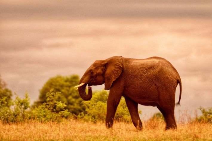 Elephant as dusk in Botswana