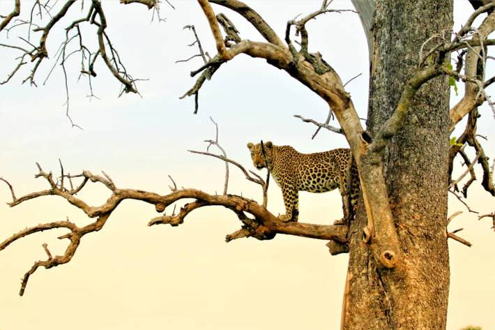 Leopard in tree sunset