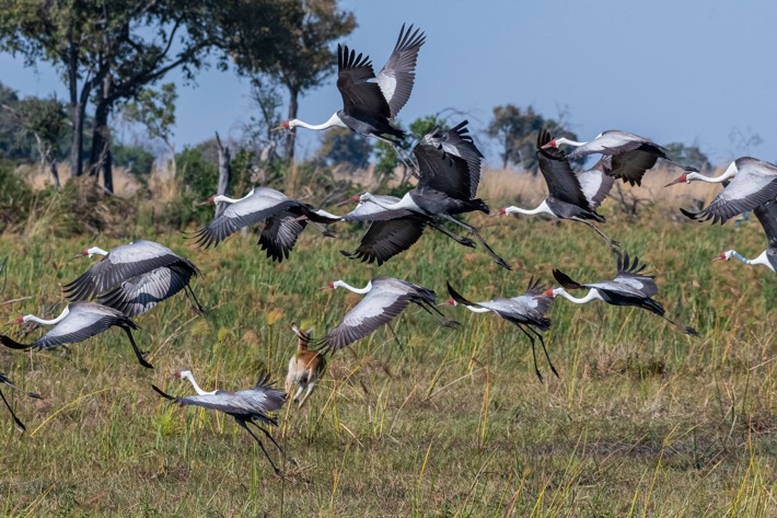 Endangered wattled cranes Xigera