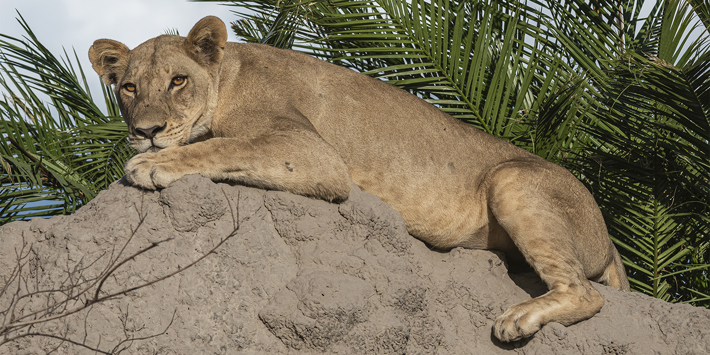 Xigera lion laying on a mound
