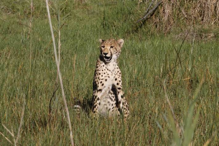 Cheetah Xigera December