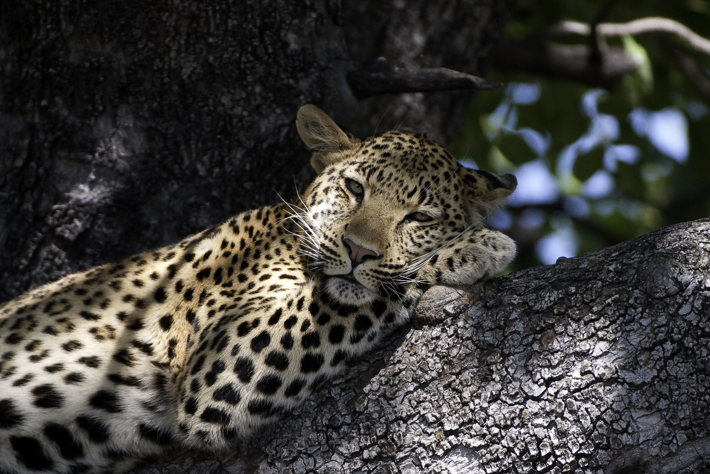 Leopard in a tree at Xigera Safari Lodge