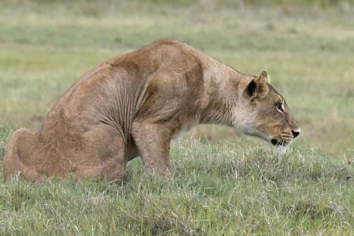 Lioness crouching Xigera December