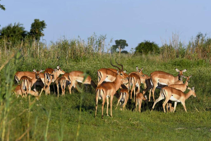 herd of Springbok