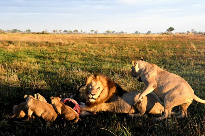 Lions feasting Xigera December