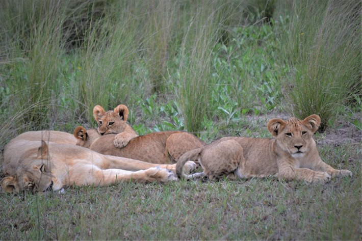 lions lying down family