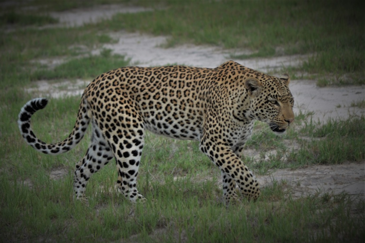 Leopard crossing Xigera December