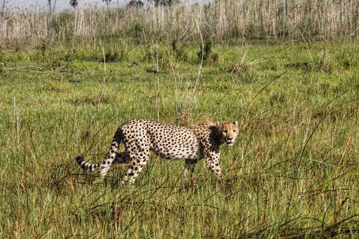 Cheetah Xigera December