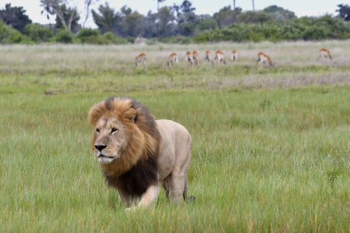 lion walking in front of lechwe