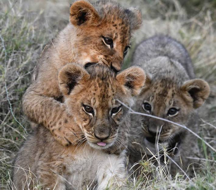 Three lion cubs Xigera