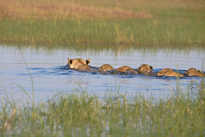 Lioness and cubs swimming across channel