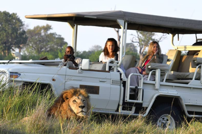 Male dispute lions and safari vehicle