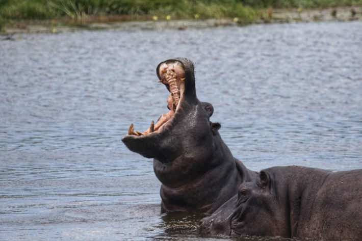hippo xigera january