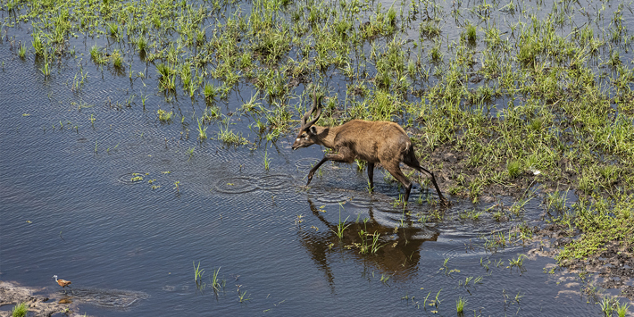 buck wading through waterplains