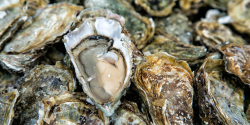 Closeup of Doonecastle Oysters