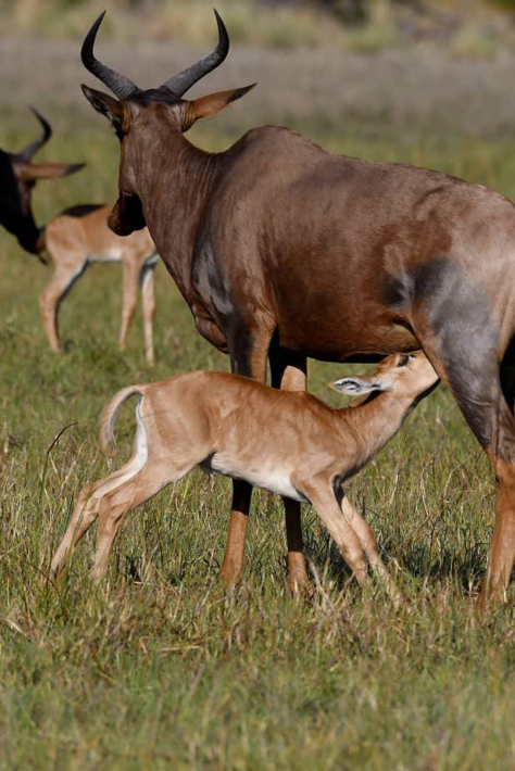 Red lechwe and calf