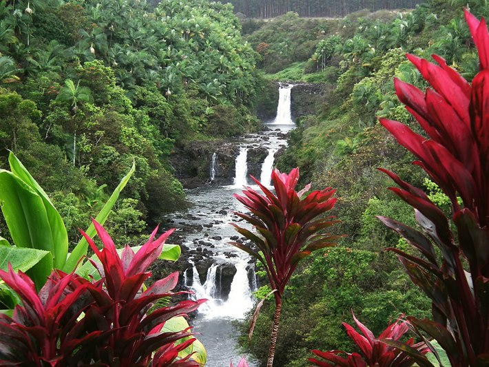 hawaiian rainforest waterfalls and plants