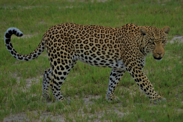 Leopard crossing Xigera December