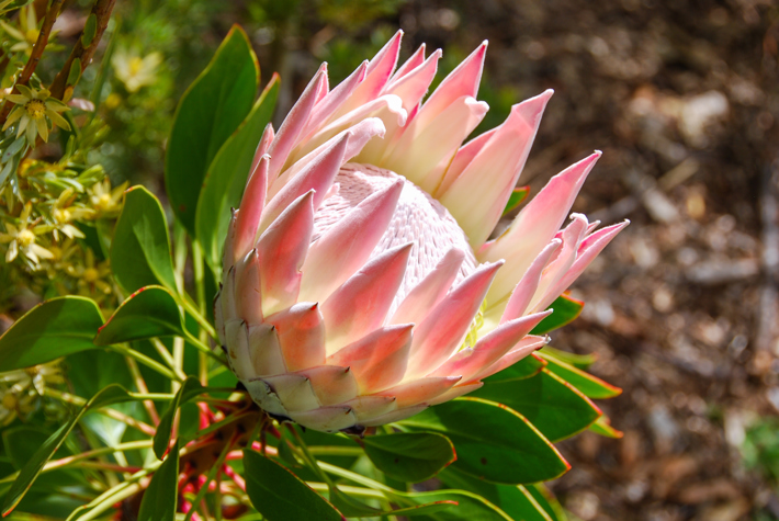 King protea flower growing in South African fynbos