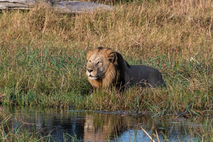 Male lion crossing water Xigera Safari Lodge