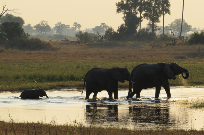 Elephants in delta