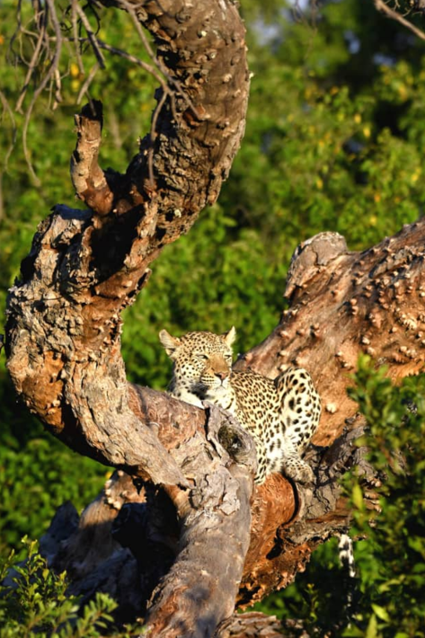 leopard xigera tree