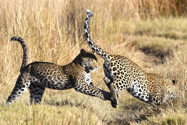 Leopard cubs playing at Xigera