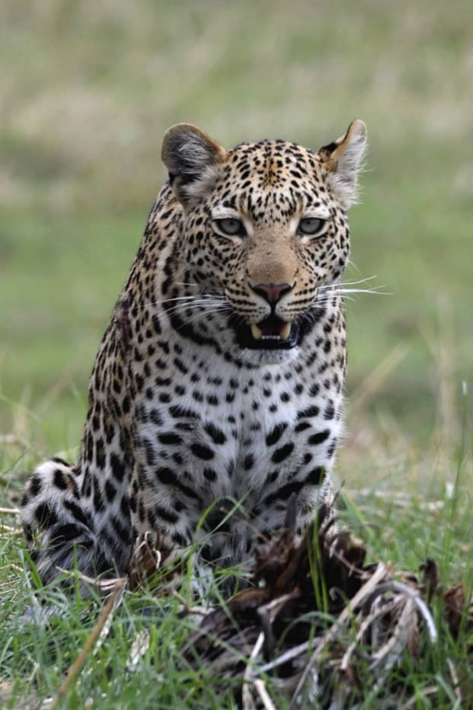 Leopard on ground