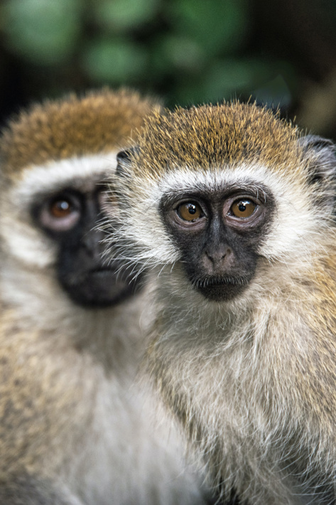 vervet monkeys faces