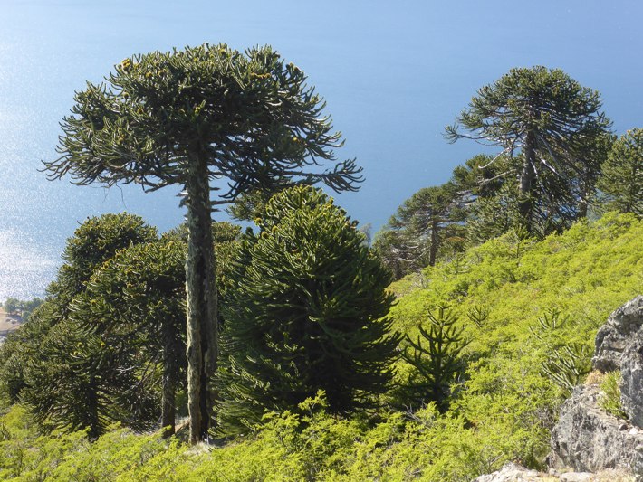 monkey puzzle trees growing in chile