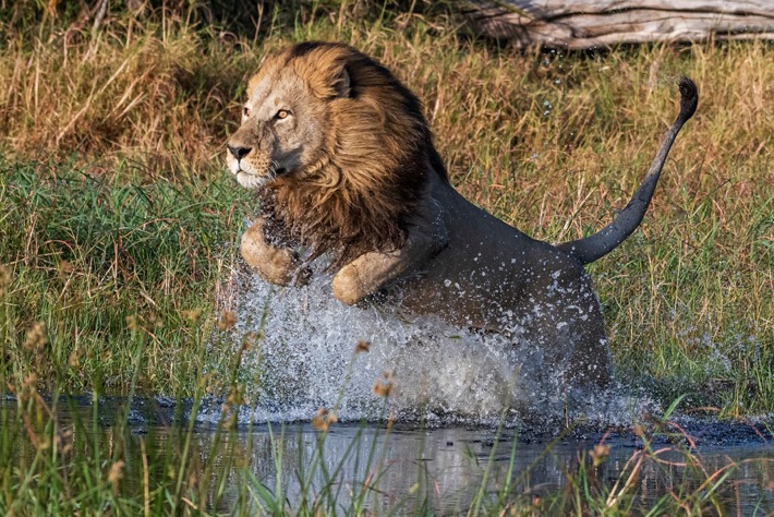 Male lion crossing water Xigera Safari Lodge