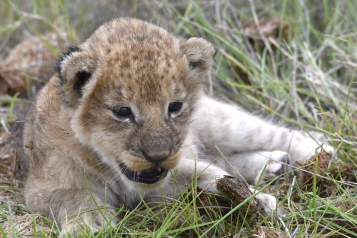 Lion cub Xigera December