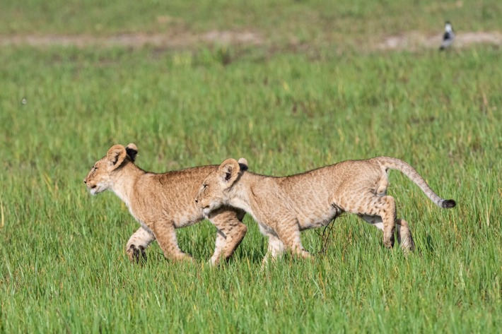 lion cubs walking
