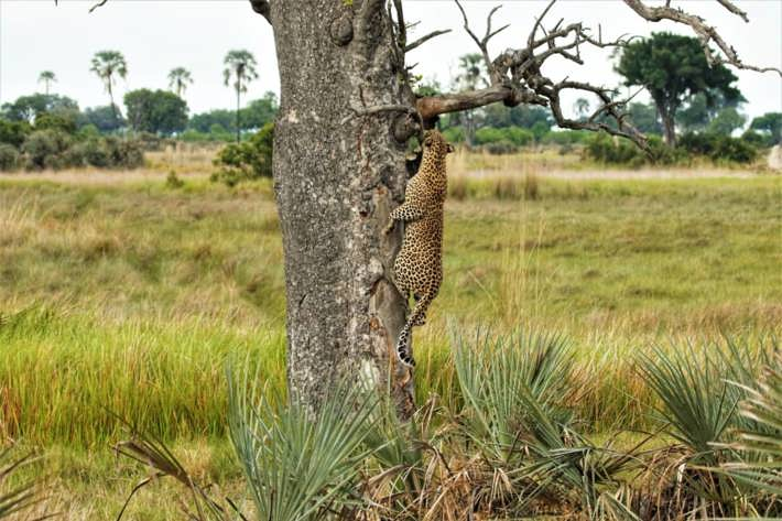 Leopard climbing tree