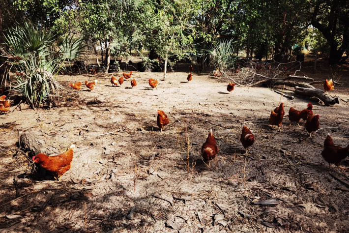 Chickens roaming a farm