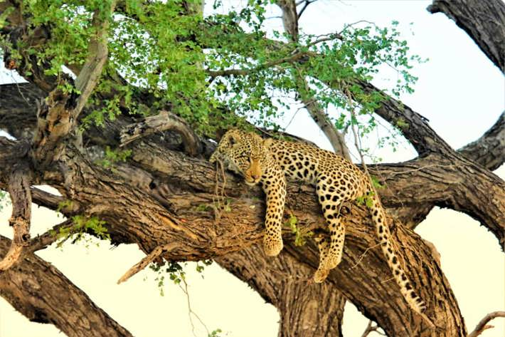 Leopard in tree sunset