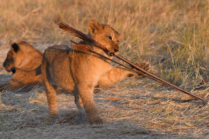 Lion cub playing with stick