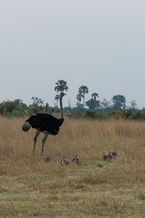 Ostrich November Xigera and babies