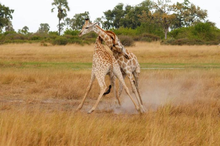 giraffes fighting