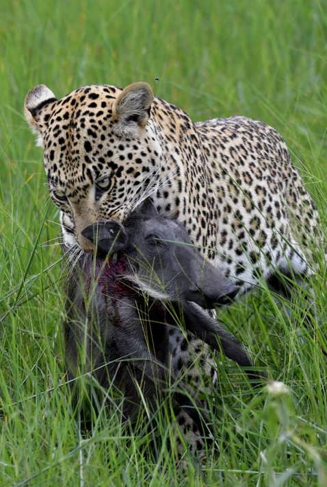 leopard warthog kill