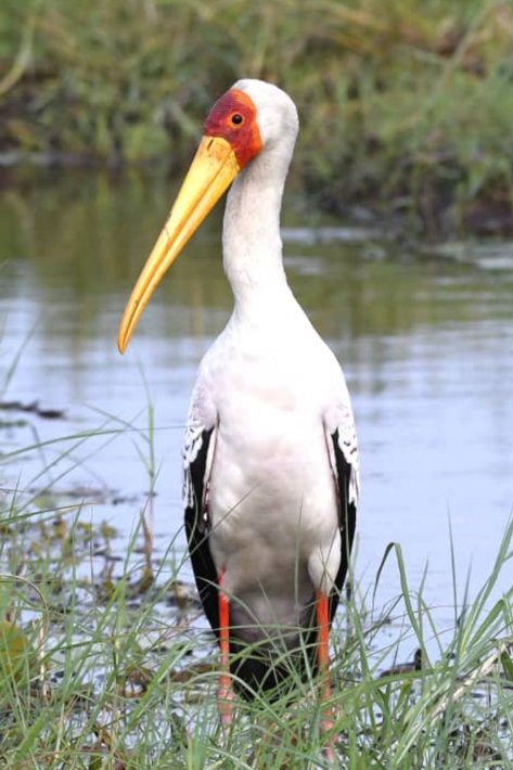 Yellow billed stork by water