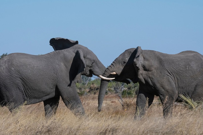 Bull elephants sparring Xigera