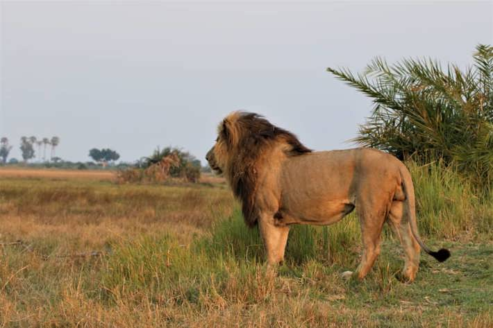 Male lion intruder watch Xigera