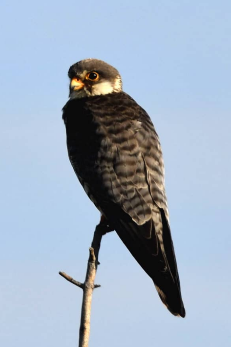 Falcon Xigera December
