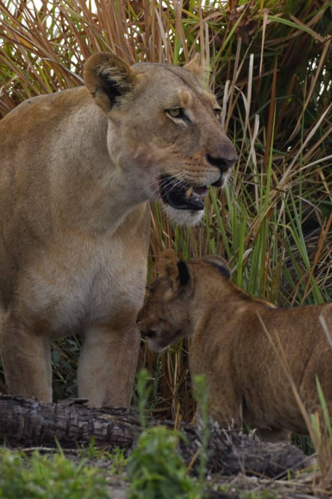 Lioness and cub Xigera December