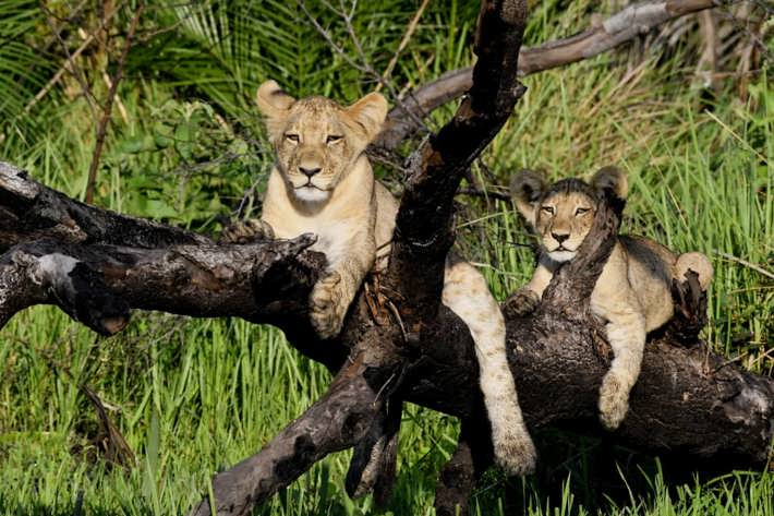 lion cubs resting on log