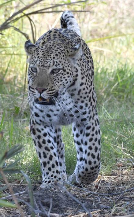 Leopard after hunt