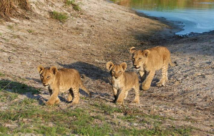 Lion cubs by watering hole